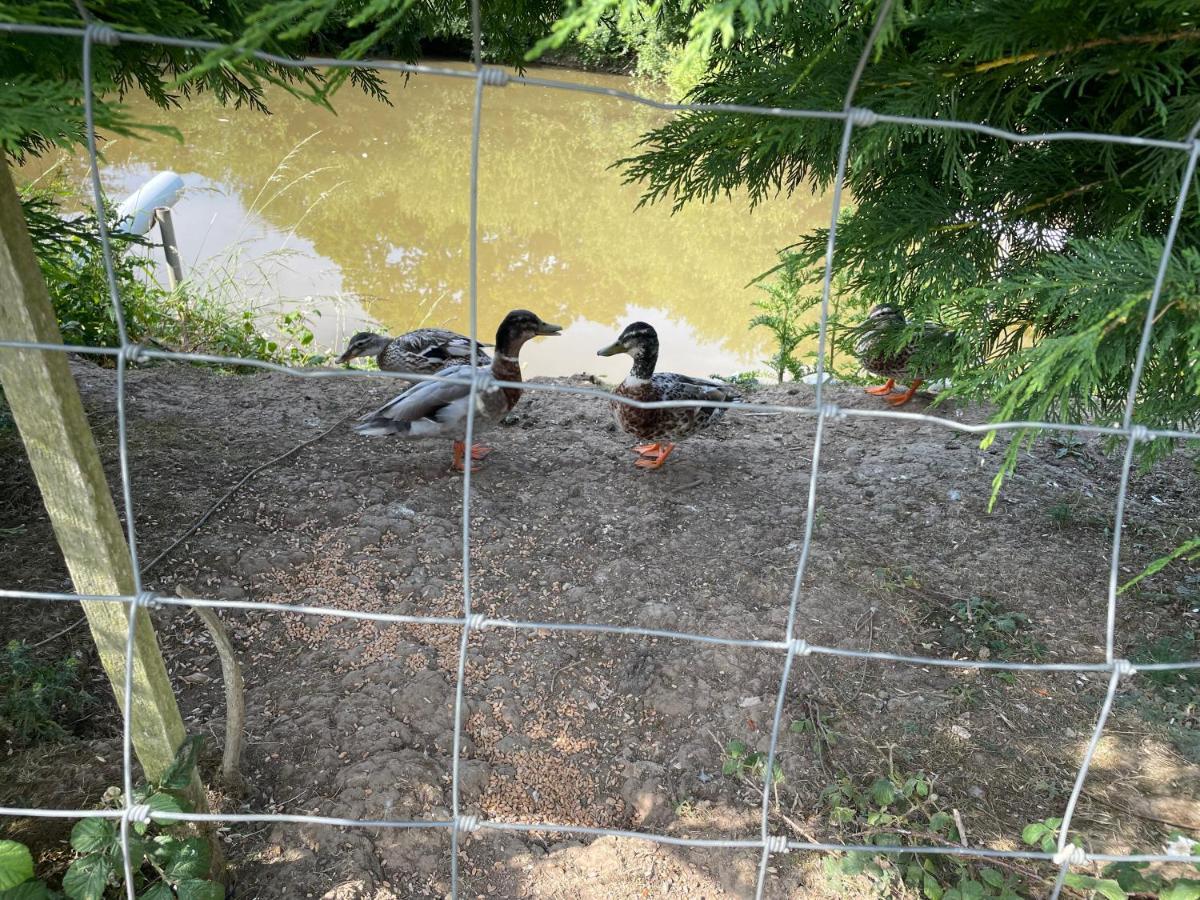 Mallard S Retreat Blandford Forum Εξωτερικό φωτογραφία